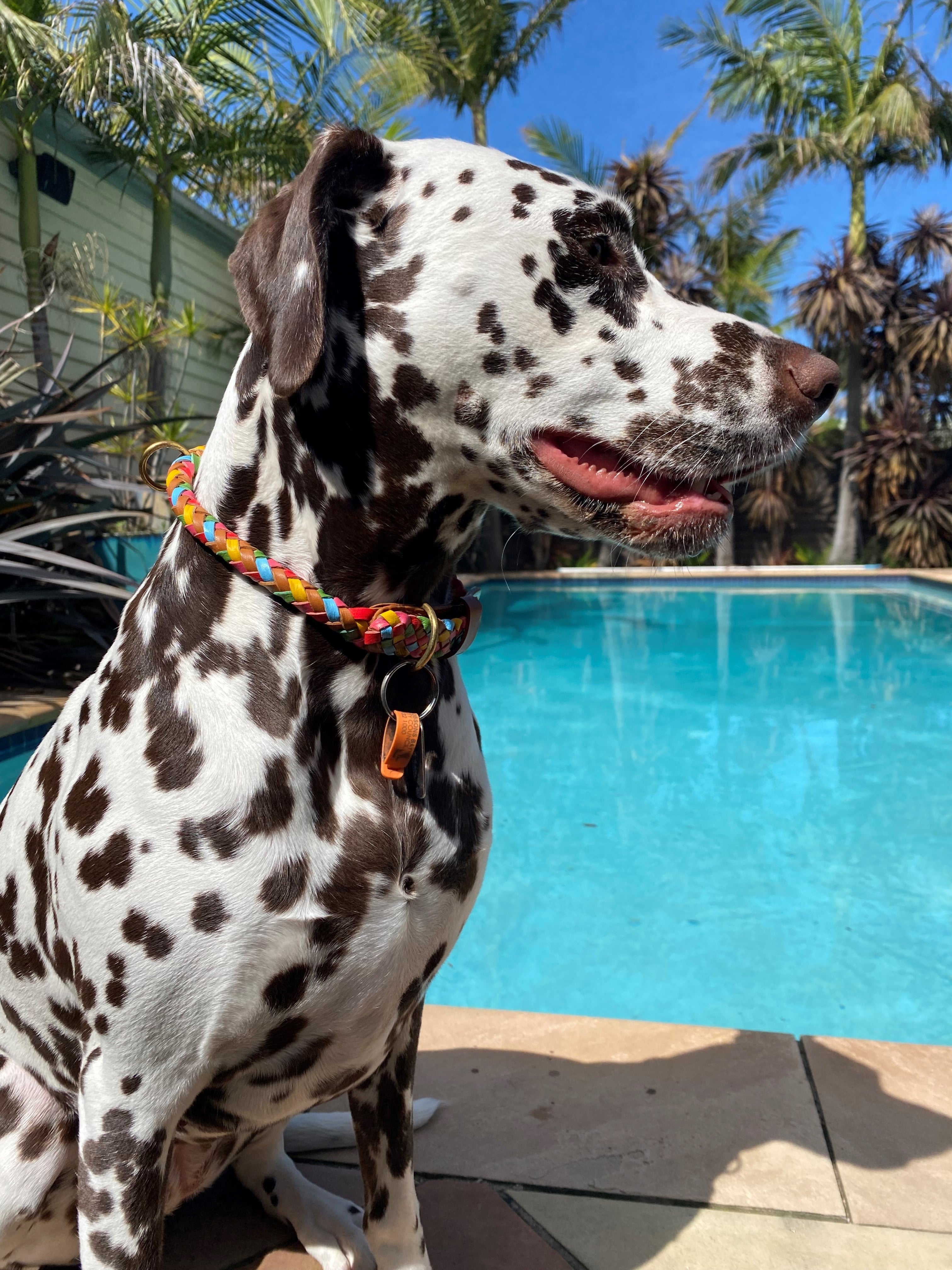 A Dalmatian dog with a colorful braided collar sits beside a bright blue swimming pool, surrounded by palm trees and tropical plants under a clear, sunny sky.