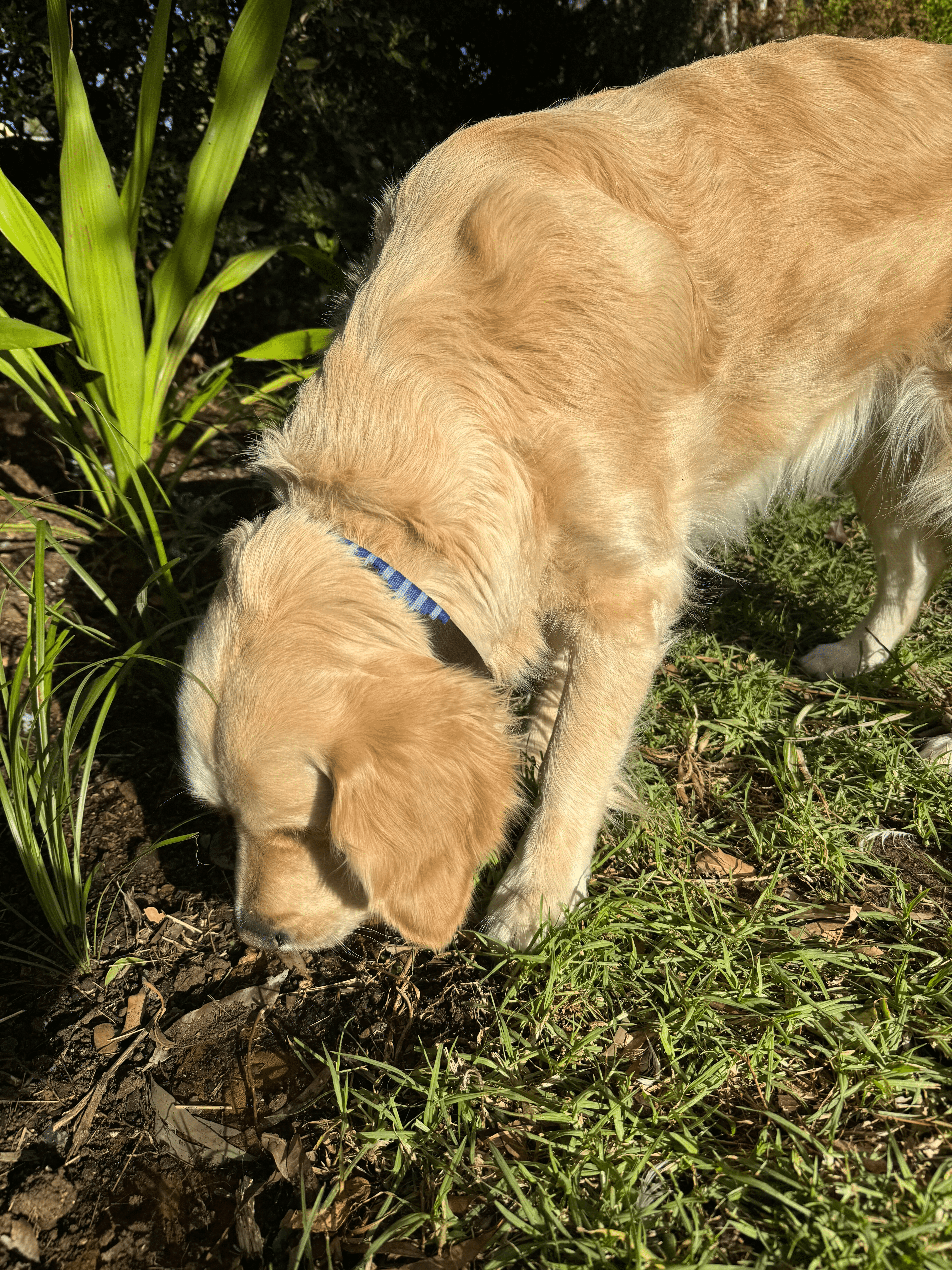 A small, light-brown dog with curly fur sits in profile, showcasing a green, woven collar. The background is filled with lush green foliage, indicating an outdoor setting. The dog seems calm and relaxed in the natural environment.