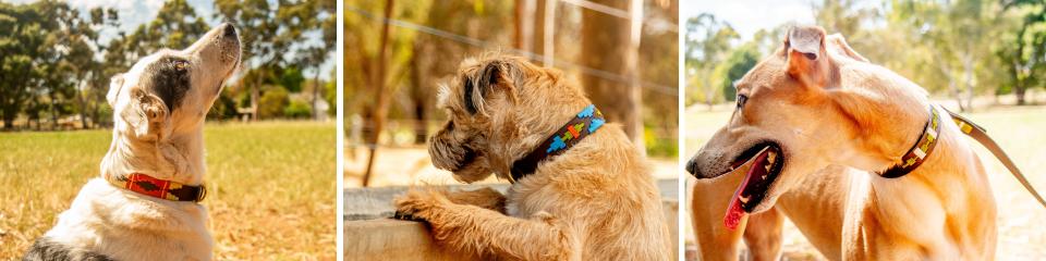 Four pictures of dogs with collars on their necks.