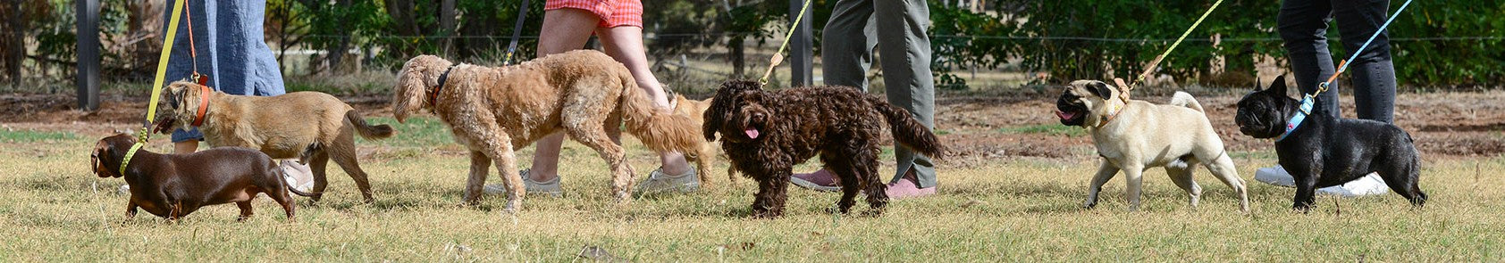 Range of Georgie Paws Leads, including Racer, Cooper and Windsor leads