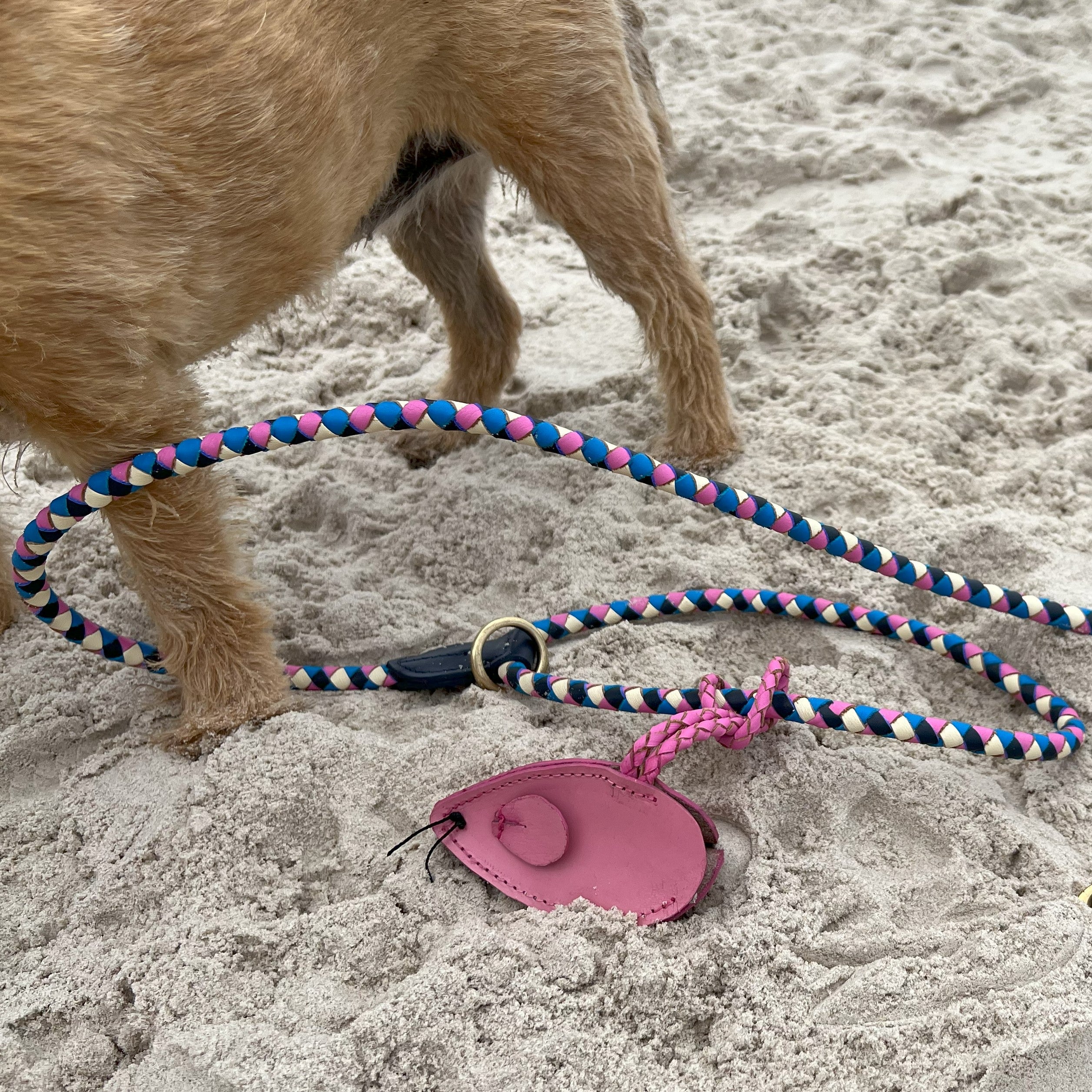 A slender, tan-colored Italian Greyhound wearing a colorful braided leash and collar sits on a stone step in front of a black door. The leash is red, yellow, green, and blue. The dog looks directly at the camera.