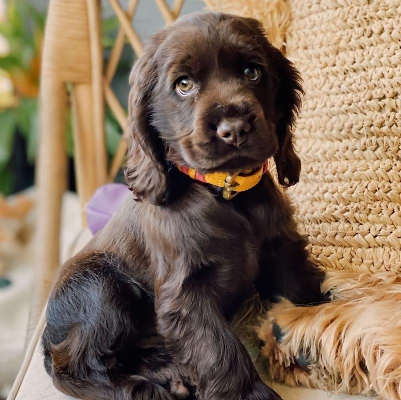 PUPPY - Georgie Paws