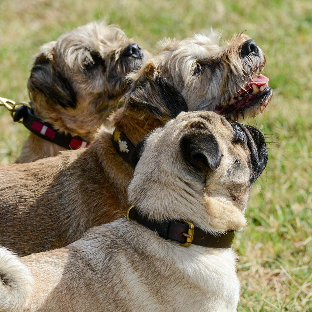 Weekly Pooch Picks - Georgie Paws