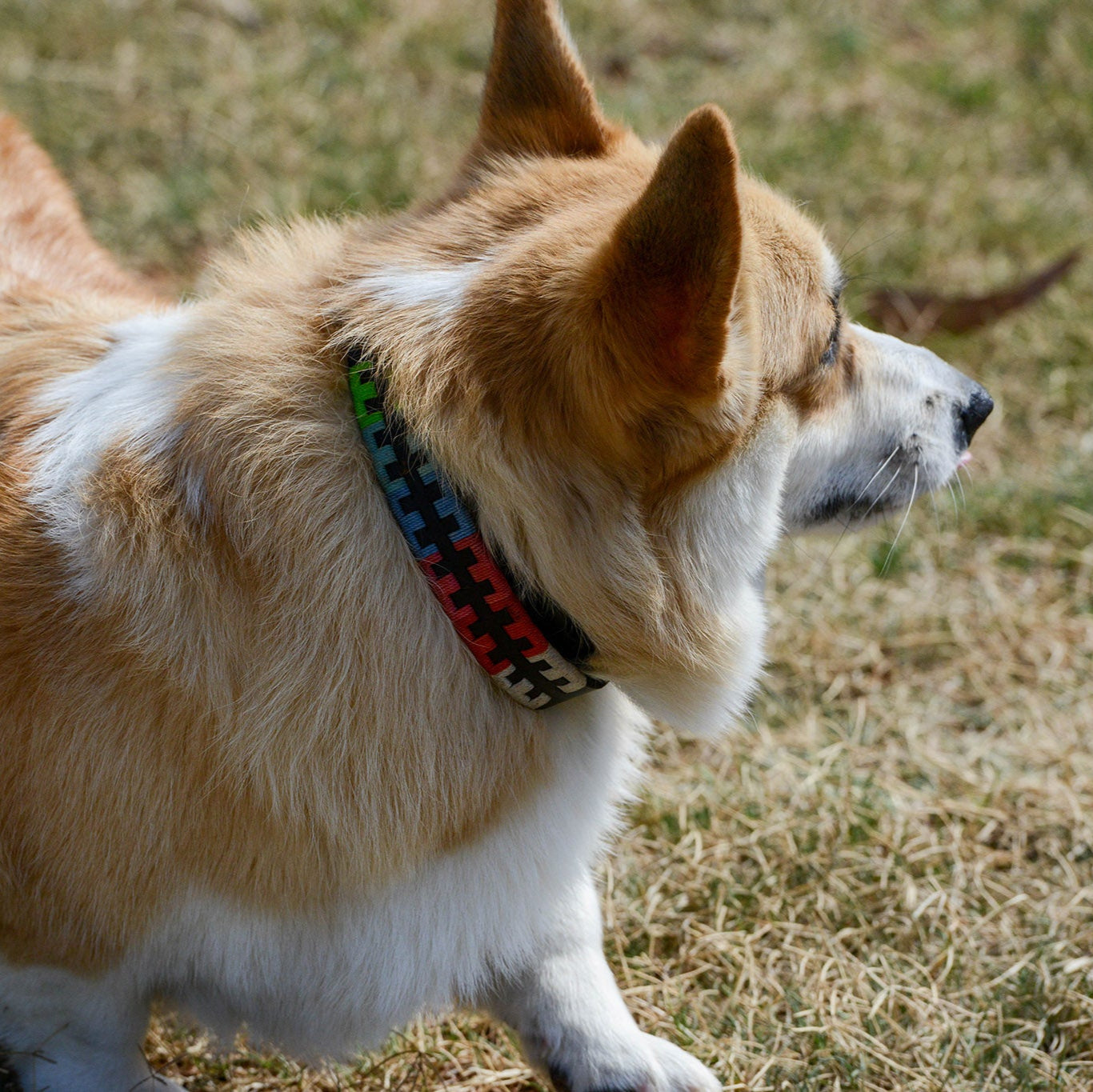 A tan and white corgi with a fluffy coat stands on grass, facing right, sporting a Georgie Paws Polo Collar - Reg with a geometric pattern in red, blue, green, and black. Its ears perk up and tail slightly elevated as it explores the patchy grass with dry spots.