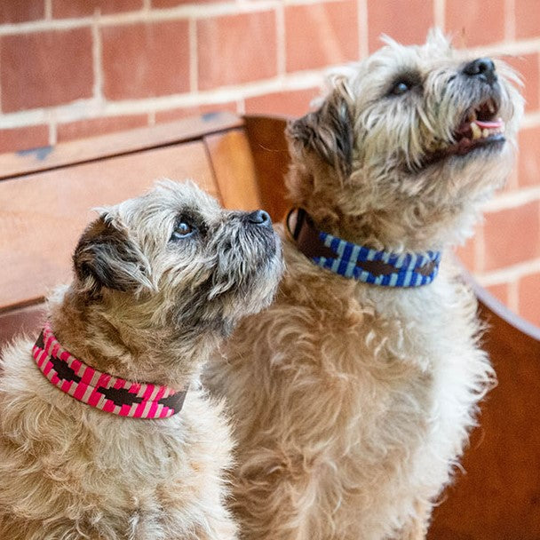 Two small, fluffy dogs with curly fur sit on a wooden bench against a brick wall. One dog sports the "Polo Lead - Pinky," a pink and brown striped collar by Georgie Paws, while the other wears a blue and black one. Both dogs gaze upward, appearing alert and attentive.