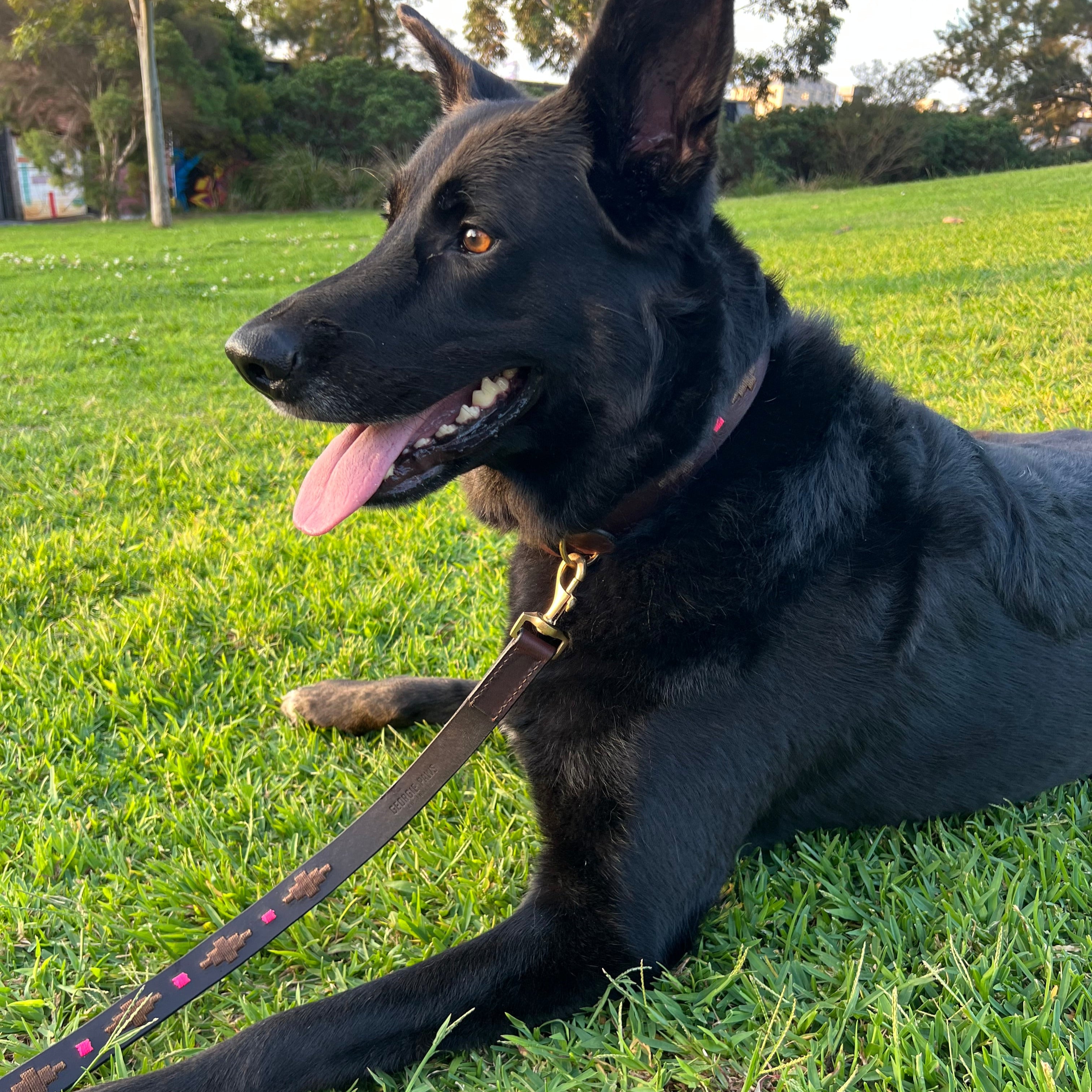 A large black dog with pointed ears lies on green grass, its pink tongue visible. It wears a Georgie Paws Polo Collar - Mage made of Buffalo leather with brass hardware and an attached leash. Slightly blurred trees in the background suggest a park setting illuminated by late afternoon light.