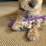A small dog with shaggy, light brown fur is lying on a textured beige carpet. It holds Gerti the Grub - purple from Georgie Paws between its front paws, which are prominently visible in the foreground. The dog's nose and part of its muzzle are visible, focused intently on the toy.