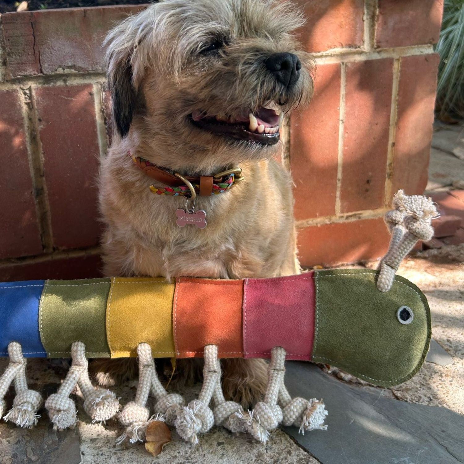 A small, tan dog with a colorful collar sits outdoors before a Giant Rainbow Gerti by Georgie Paws—a rainbow-colored compostable dog toy with knotted rope legs. Sunlight casts shadows as a brick wall stands behind them.
