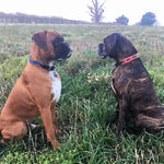 Two boxers sit on green grass. The left, with a brown coat and blue luxury collar, faces the right dog, whose brindle coat is complemented by the Georgie Paws Polo Collar - Poppy in red. A field and trees span the backdrop.