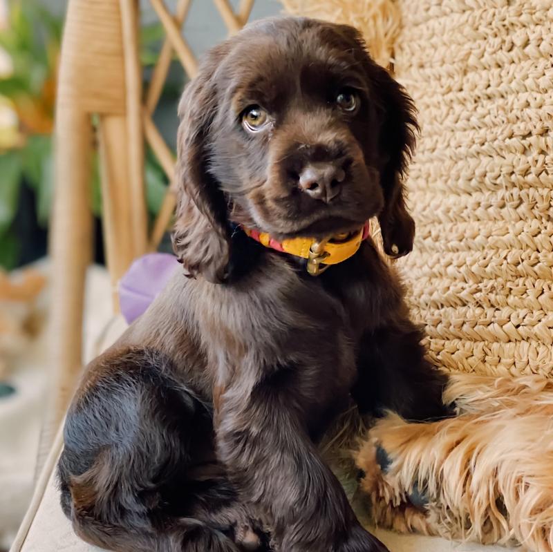 A chocolate brown puppy with floppy ears and soulful eyes sits indoors on a chair next to a woven basket, wearing a colorful collar, looking curiously at the camera.