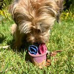 A small, fluffy dog with light brown fur sniffs a Georgie Paws Pixie Cake toy on the green grass. The toy includes two rolled pieces, one blue and one pink. Sunlight casts shadows, highlighting the dog's focused expression amid a blurred garden background.