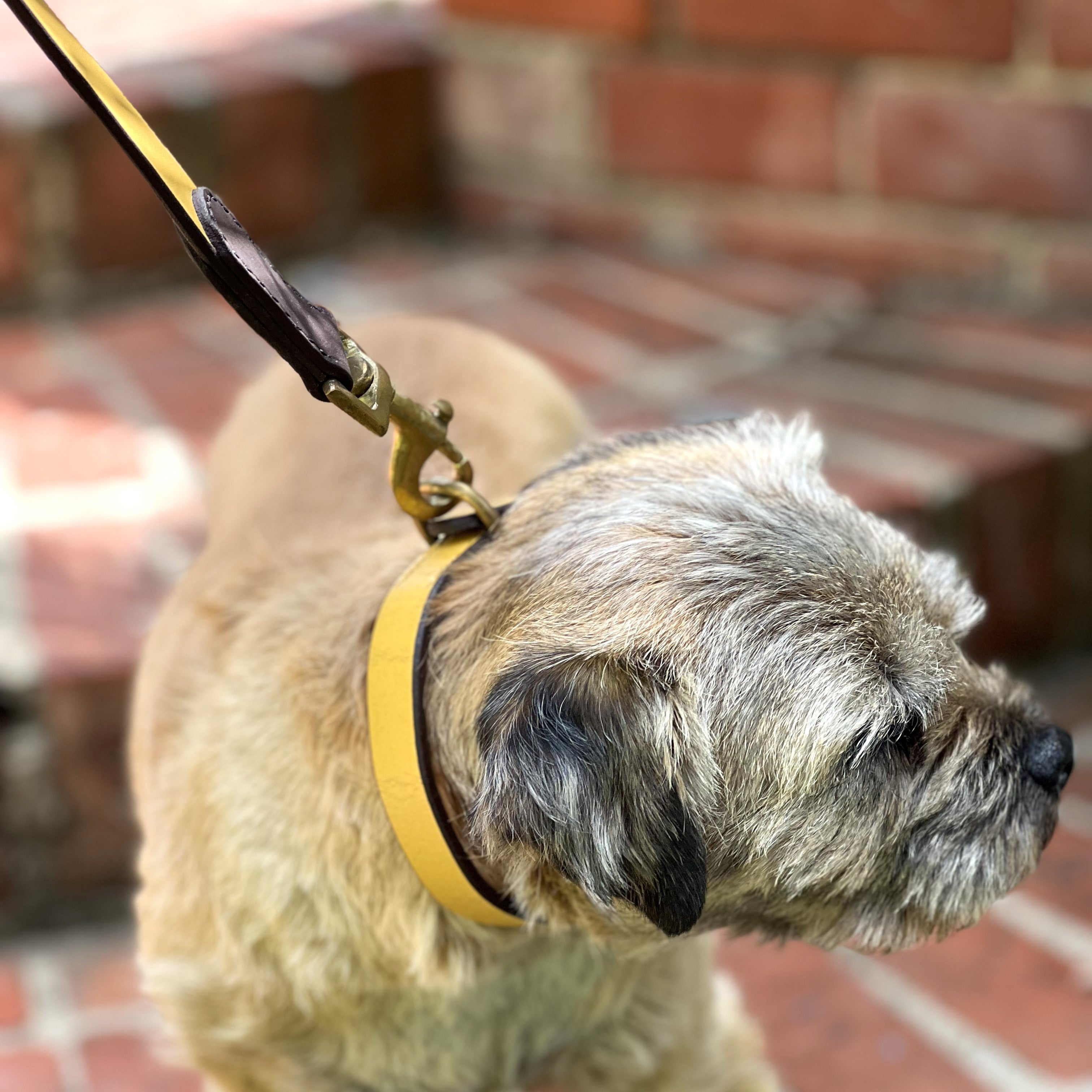 A serene dog with a golden-brown coat waits patiently on a brick patio, secured by a leash of durable Georgie Paws Buffalo Leather Cooper Lead - wheat with a brass clip, evoking a sense of calm companionship and readiness for