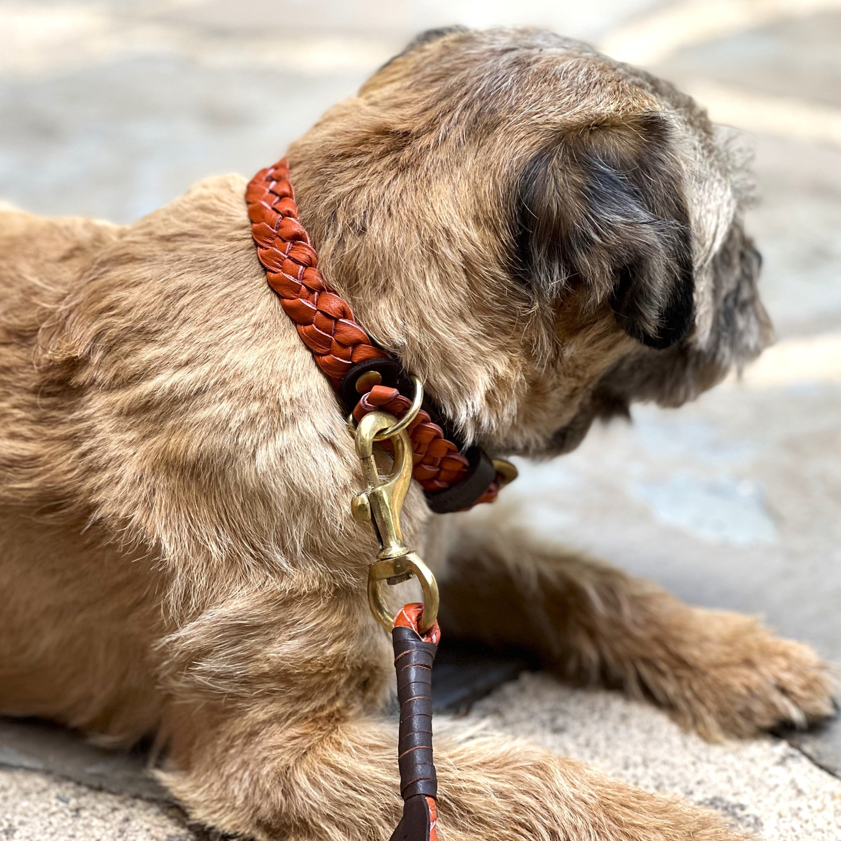 A brown dog with a textured coat wearing a Georgie Paws Windsor Collar in ochre with a brass leash attachment, sitting on a stone floor, gazing away from the camera.