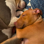 Two dogs, one brown and tan, the other brown and white, peacefully cuddle on a star-patterned blue quilt. Each wears a Georgie Paws Ethel Collar - Gold made of natural leather, looking content and comfortable.