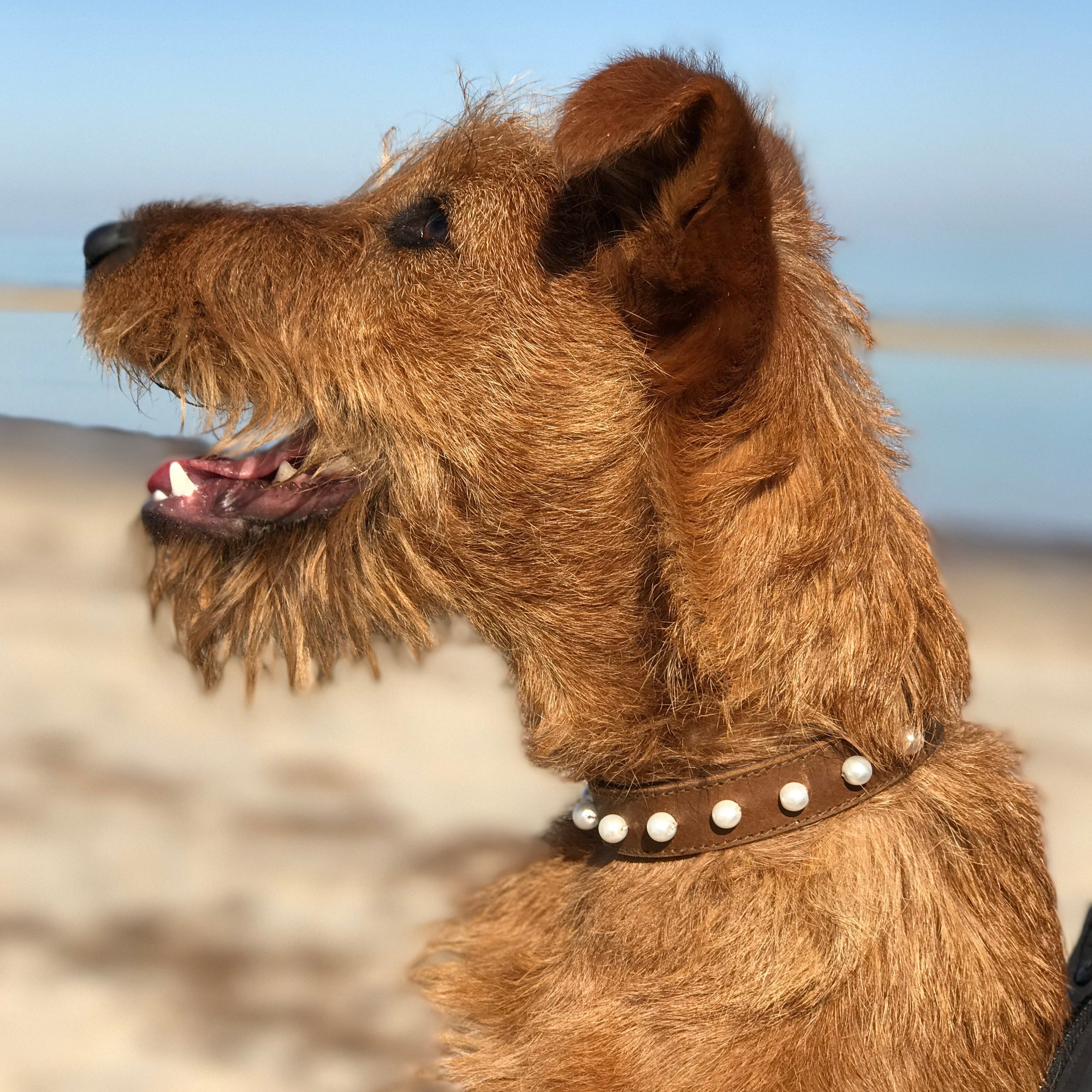 A close-up profile of a brown Irish Terrier dog facing left. The dog has a rough, wiry coat and a Georgie Paws Pearl Collar - Tan adorned with white studs. Its mouth is open with its tongue visible, and its ears are flopped back. The background shows a blurred sandy beach and a clear blue sky.