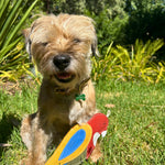 In a sunny garden with lush plants and a clear blue sky, a small shaggy brown dog sits on green grass, holding Georgie Paws' "Rick the Rosella" parrot chew toy in its mouth. The content dog has a bone-shaped tag on its collar and enjoys the natural setting around it.