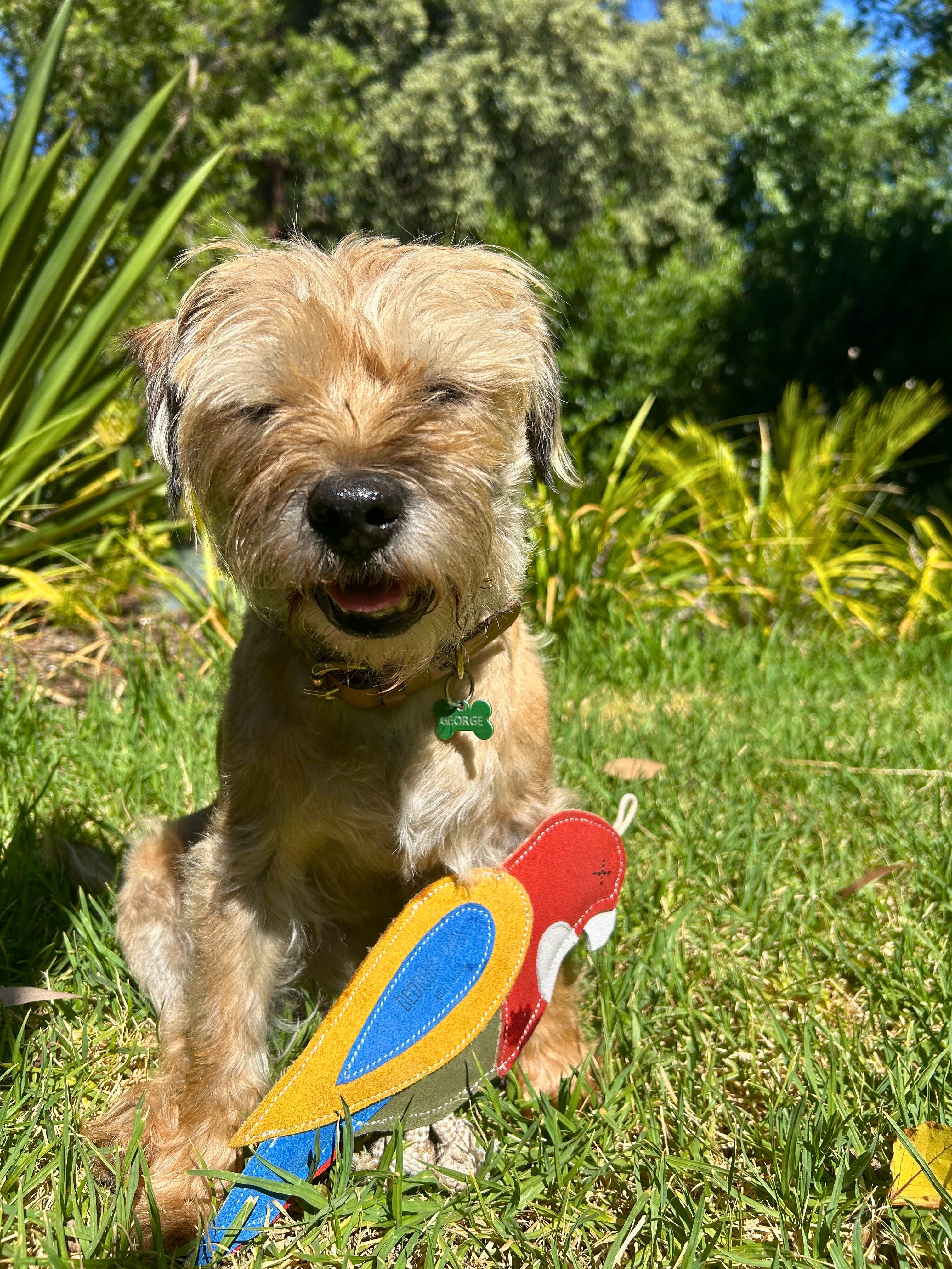 In a sunny garden with lush plants and a clear blue sky, a small shaggy brown dog sits on green grass, holding Georgie Paws' "Rick the Rosella" parrot chew toy in its mouth. The content dog has a bone-shaped tag on its collar and enjoys the natural setting around it.