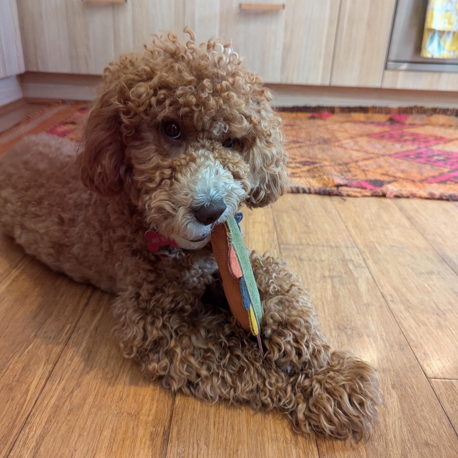 A curly-haired brown dog lies on a wooden floor, gripping the Larry Lizard - rainbow toy by Georgie Paws in its paws. A red and orange patterned rug decorates the background alongside wooden cabinetry, as the dog looks at the camera, proudly displaying its colorful friend.