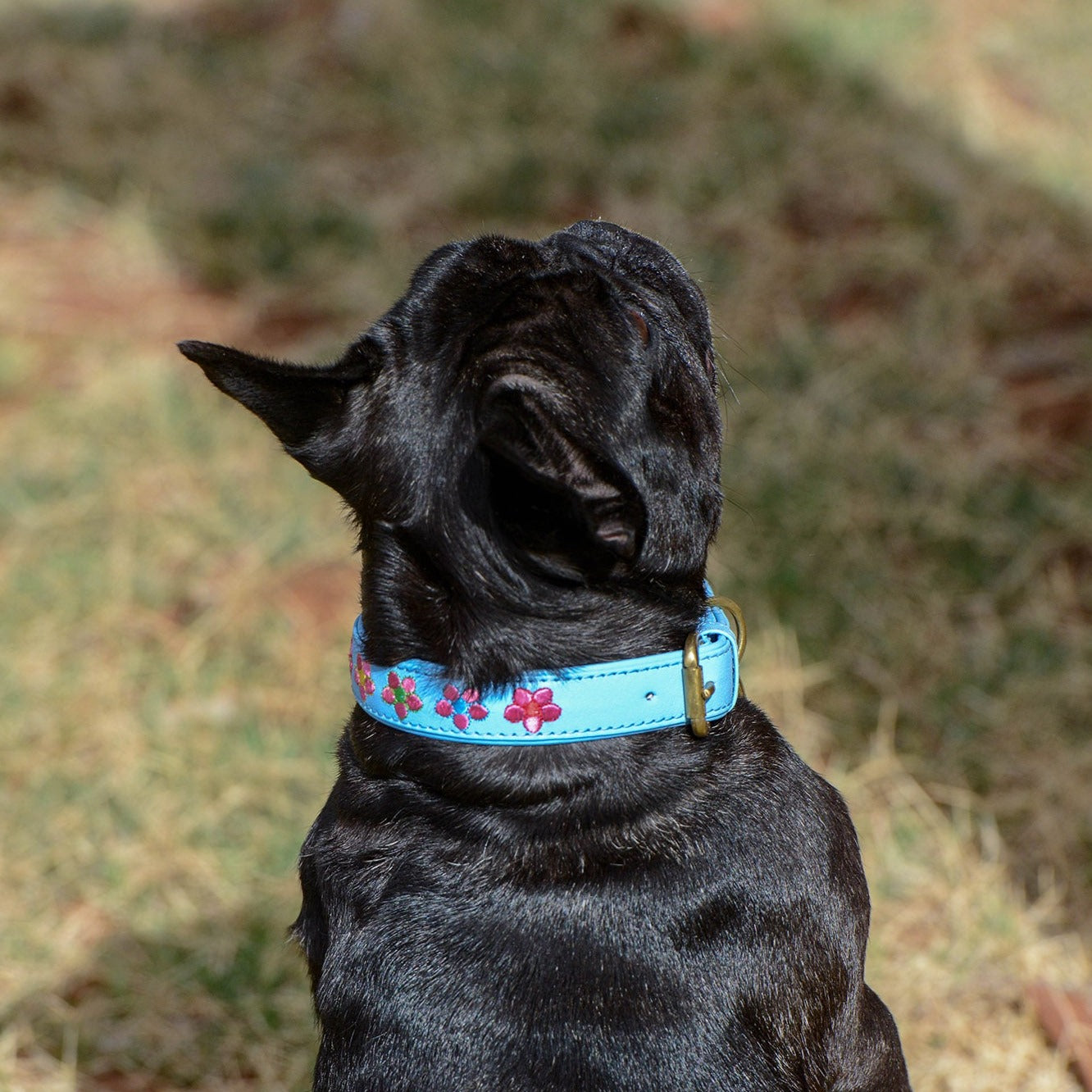 A black dog wearing a Georgie Paws Botanic Orchid Collar adorned with pink flowers and brass details sits attentively on the grass, gazing up at someone standing nearby out of frame.