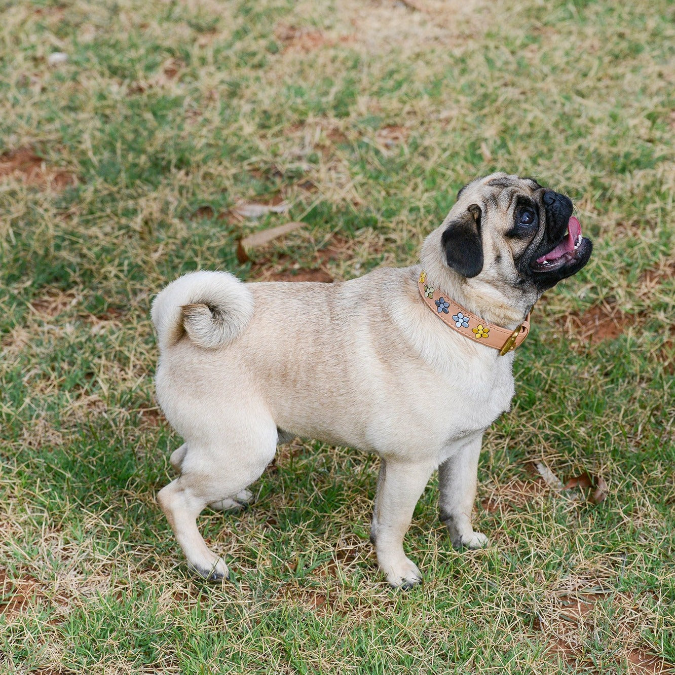 A fawn-colored pug wearing a Georgie Paws Winny Collar stands attentively on patchy green grass, tongue slightly out, possibly intrigued by sights or sounds at the park.
