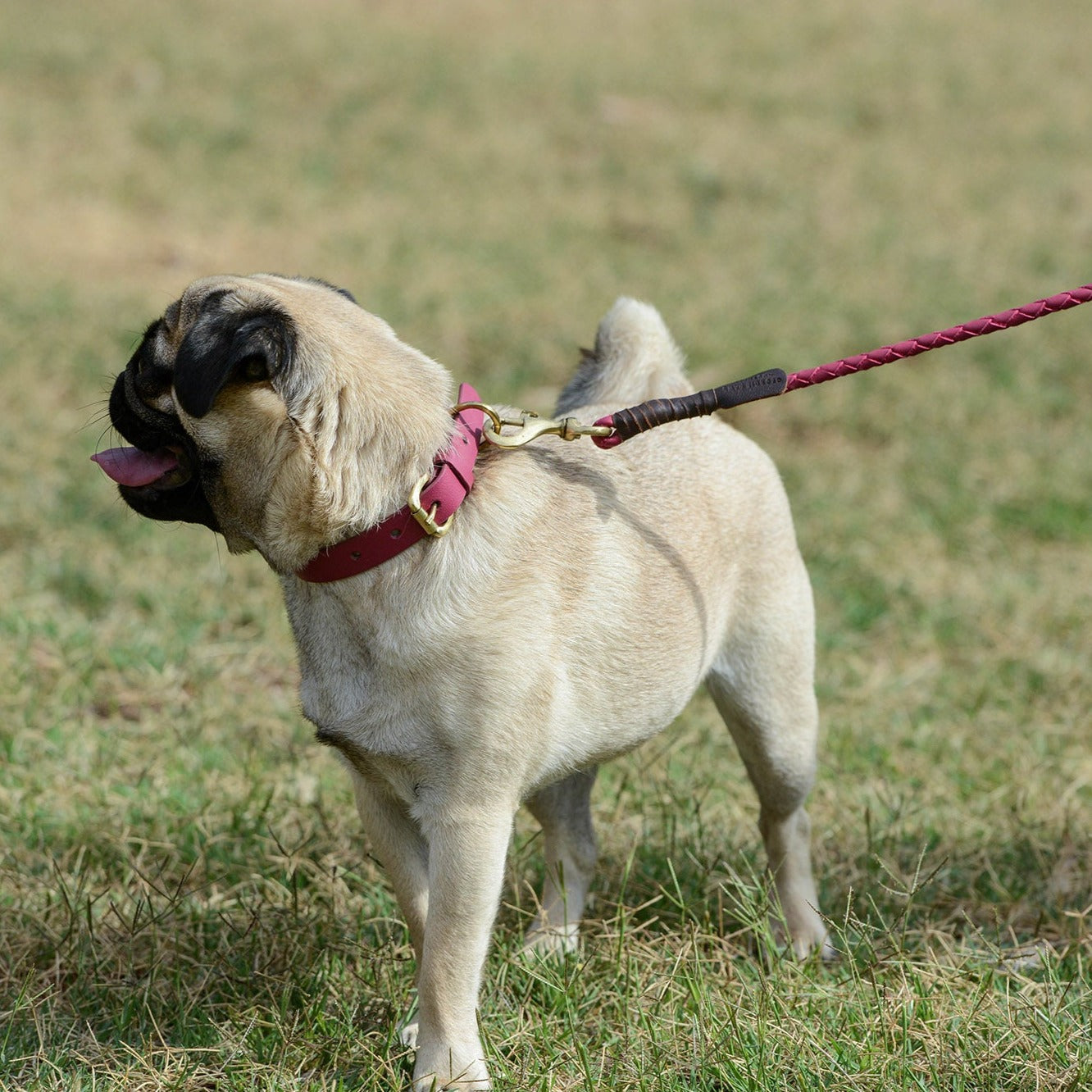 A pug on a Georgie Paws Windsor Lead - ruby playfully sticks out its tongue while standing on a grassy field, its head turned to the side, showcasing its curled tail and a keen interest in the surroundings
