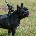 black suede dog collar with pearl trim