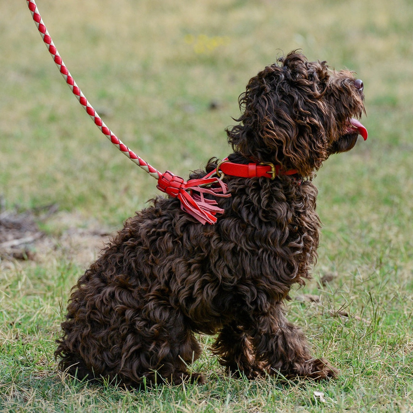 A curly-furred brown dog sits patiently on a grassy field, secured by a Georgie Paws Swanky Lead- Red, attentively looking to the side.