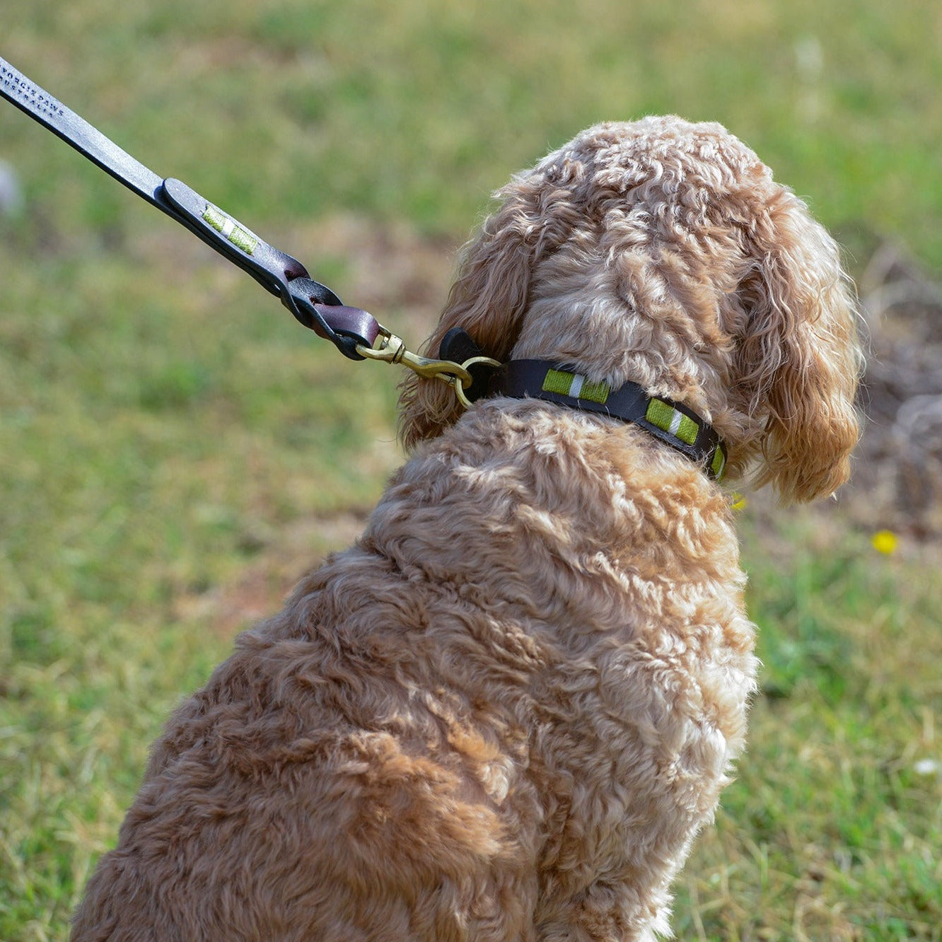 A curly-coated brown dog sits in a grassy field, gazing into the distance, with a leash attached to its Polo Collar Locker- Mantis collar by Georgie Paws, suggesting a pause during a walk.