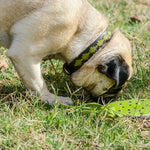 A pug with a Georgie Paws Polo Bark Collar in grass color intently sniffs a neon green frisbee on a grassy field, showcasing a moment of playful curiosity or the beginning of a fun game.