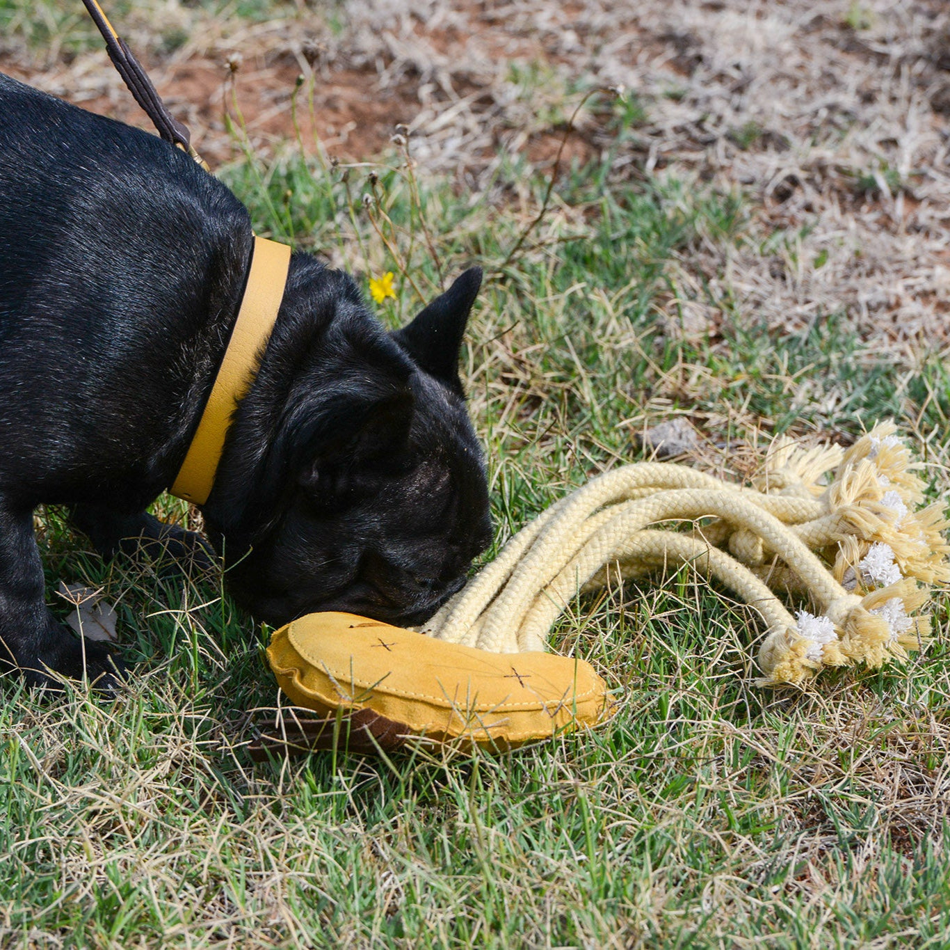 A black French Bulldog sniffs a plush toy resembling a yellow rope flower with white accents on the grass, proudly showcasing its Georgie Paws Cooper Collar Wheat.