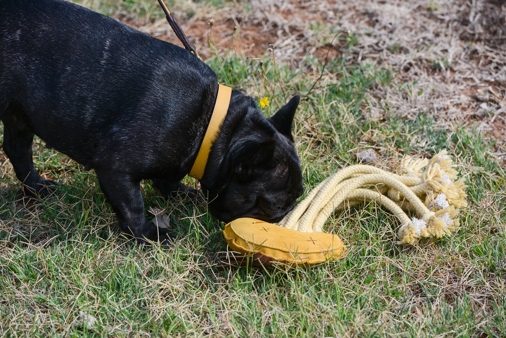 A black French Bulldog sniffs a plush toy resembling a yellow rope flower with white accents on the grass, proudly showcasing its Georgie Paws Cooper Collar Wheat.