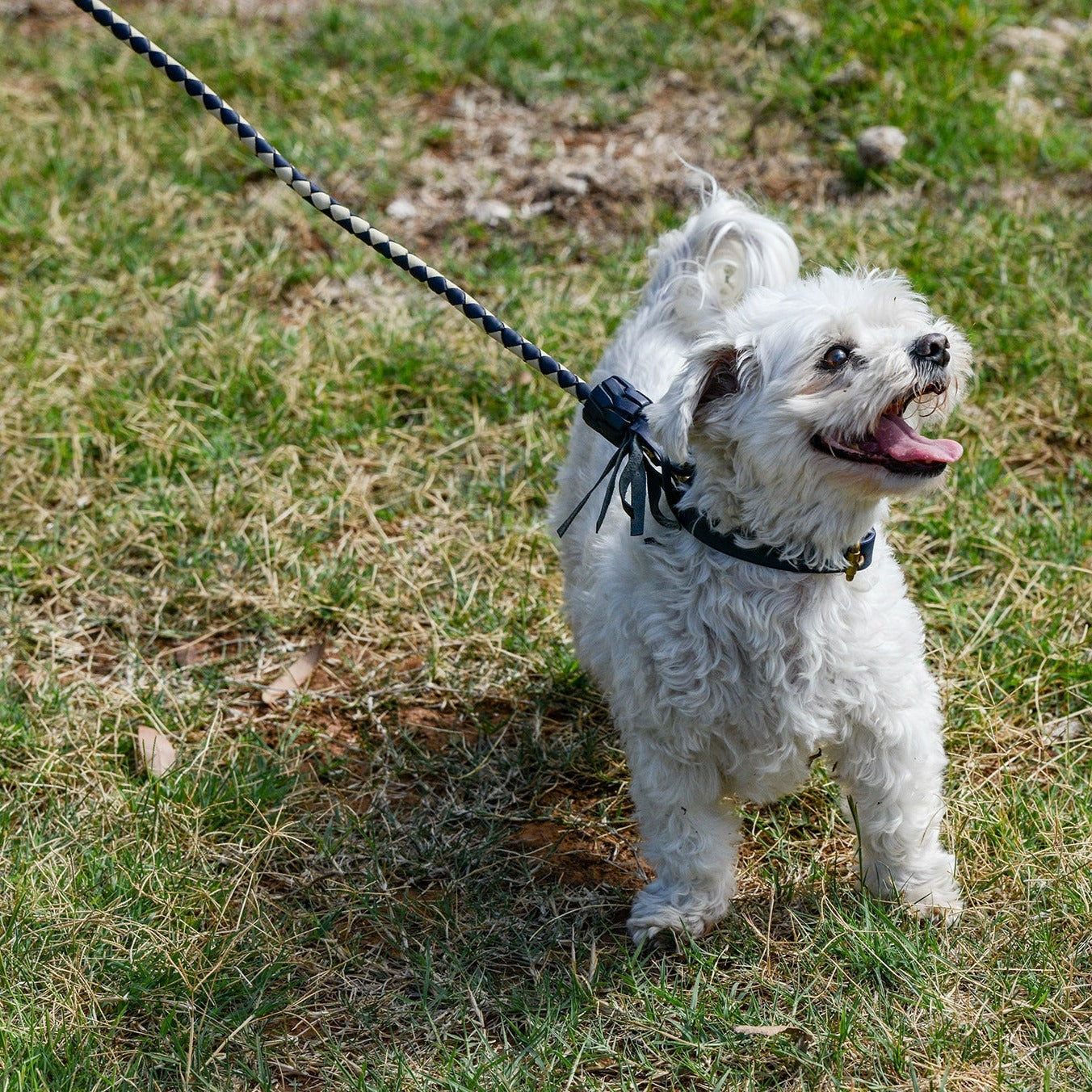 A joyful white maltese dog on a leash made with Georgie Paws' Swanky Lead - Navy hardware and buffalo leather prances through a grassy area, tongue out, displaying a playful and happy demeanor on a sunny day.