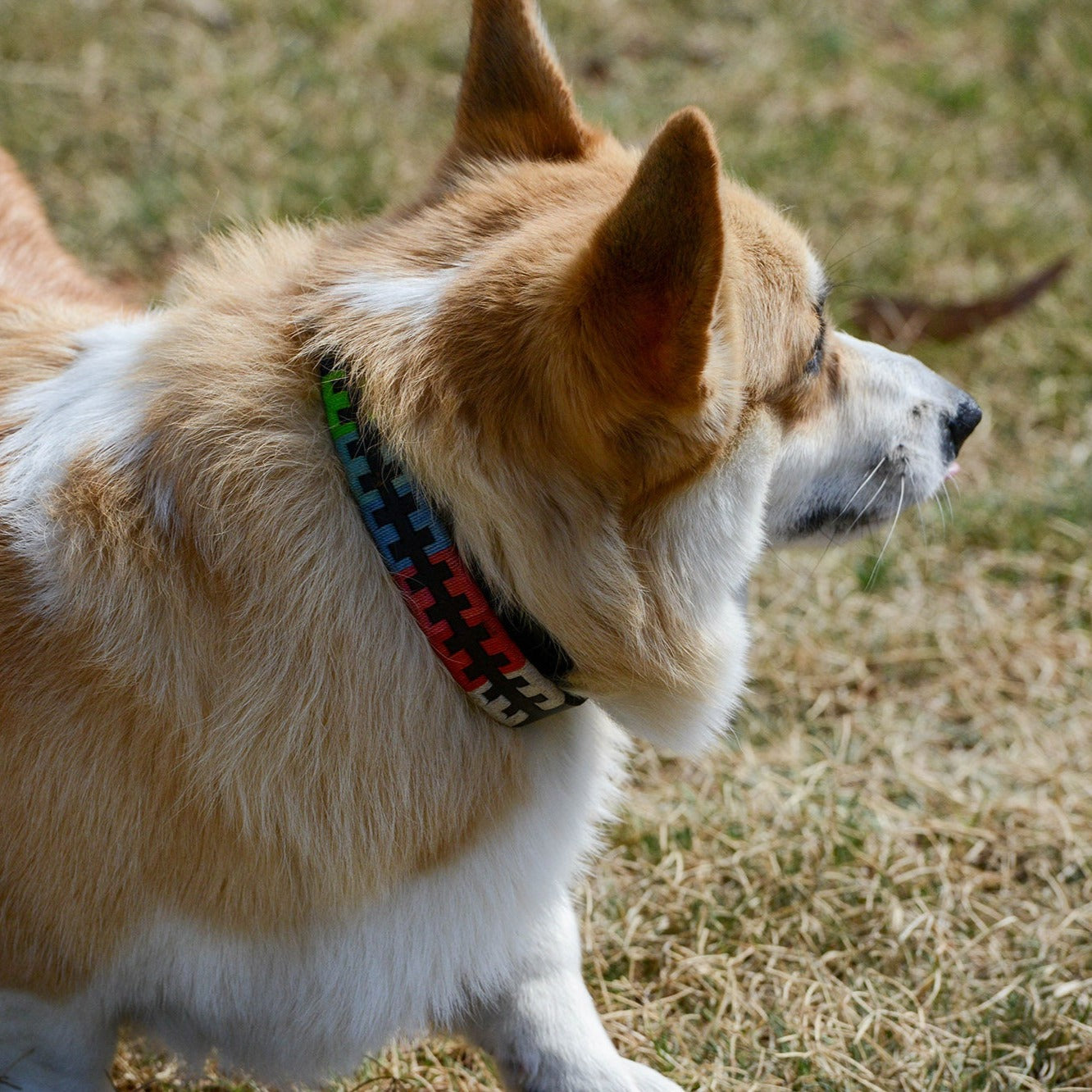 A fluffy pembroke welsh corgi, adorned with a Georgie Paws Polo Collar - Reg, stands attentively in a field of patchy grass, basking in the sunlight.