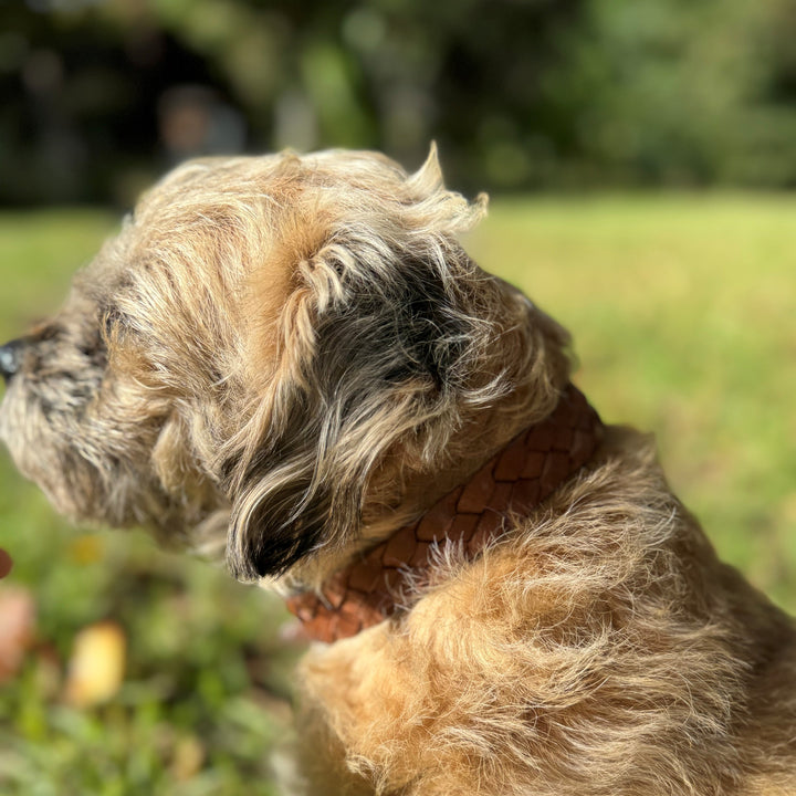 A small, scruffy dog with light brown, wavy fur wears the Georgie Paws Casey Collar - Syrup with brass hardware, sitting on green grass with greenery and dappled sunlight in the peaceful background.