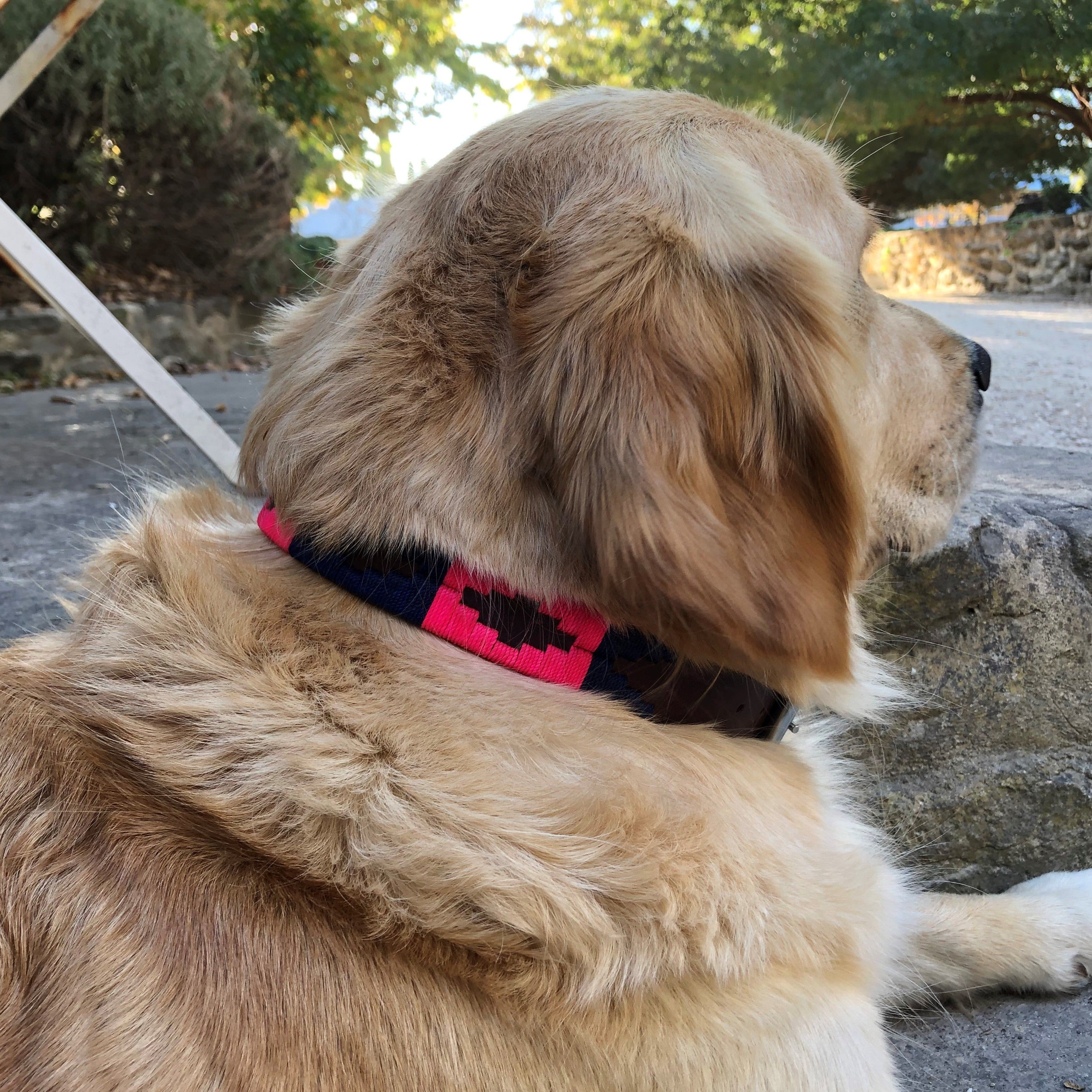A golden retriever lies on the ground, wearing a Georgie Paws Polo Collar - Charming, attentively gazing into the distance with a serene backdrop of trees and sunlight filtering through leaves.