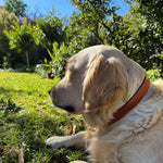 A golden retriever with a light brown Cooper Collar Ochre by Georgie Paws lies on grass in a sunny garden. The dog is facing left, with greenery and trees in the background. Shadows cast by the trees create patterns on the lawn, and the bright sunlight highlights the dog’s fur and the lush surroundings.