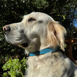 A close-up of a golden retriever with a light tan coat wearing a blue Georgie Paws Cooper Collar Storm. The dog is looking to the left. Sunlight and shadows fall on its face and body. Behind the dog, there is green foliage and some plants, indicating an outdoor garden setting.