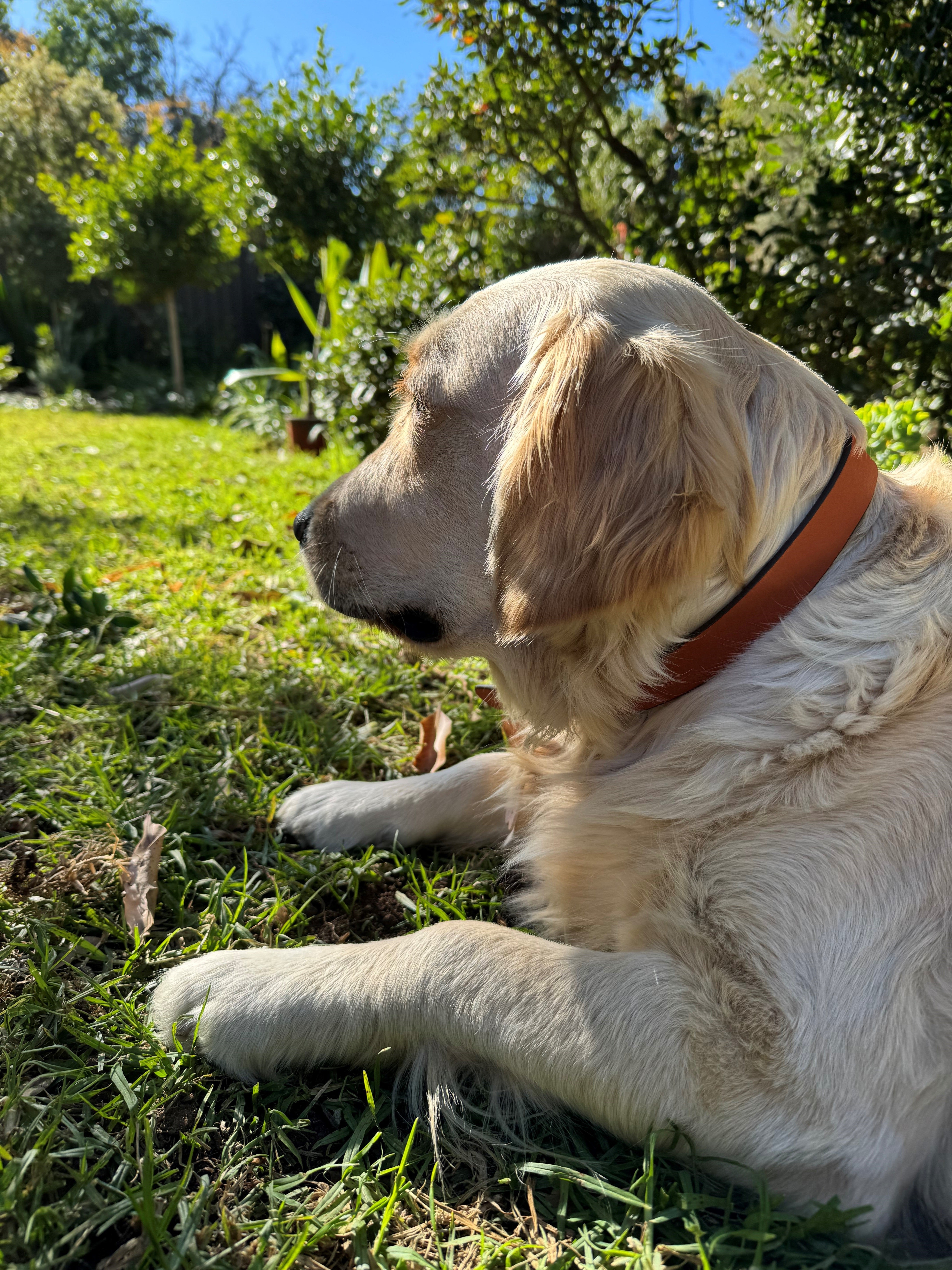 A golden retriever with a Georgie Paws Cooper Collar Ochre lounges on the grass in the sunlight, its fur glistening and eyes half-closed. Green bushes and trees provide a serene backdrop under a clear blue sky.