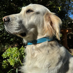 A golden retriever wearing a Georgie Paws Cooper Collar Storm with aged brass hardware sits calmly, gazing left. Sunlight illuminates its creamy fur against a backdrop of lush greenery, suggesting a garden or park. Tree shadows add depth to the scene.