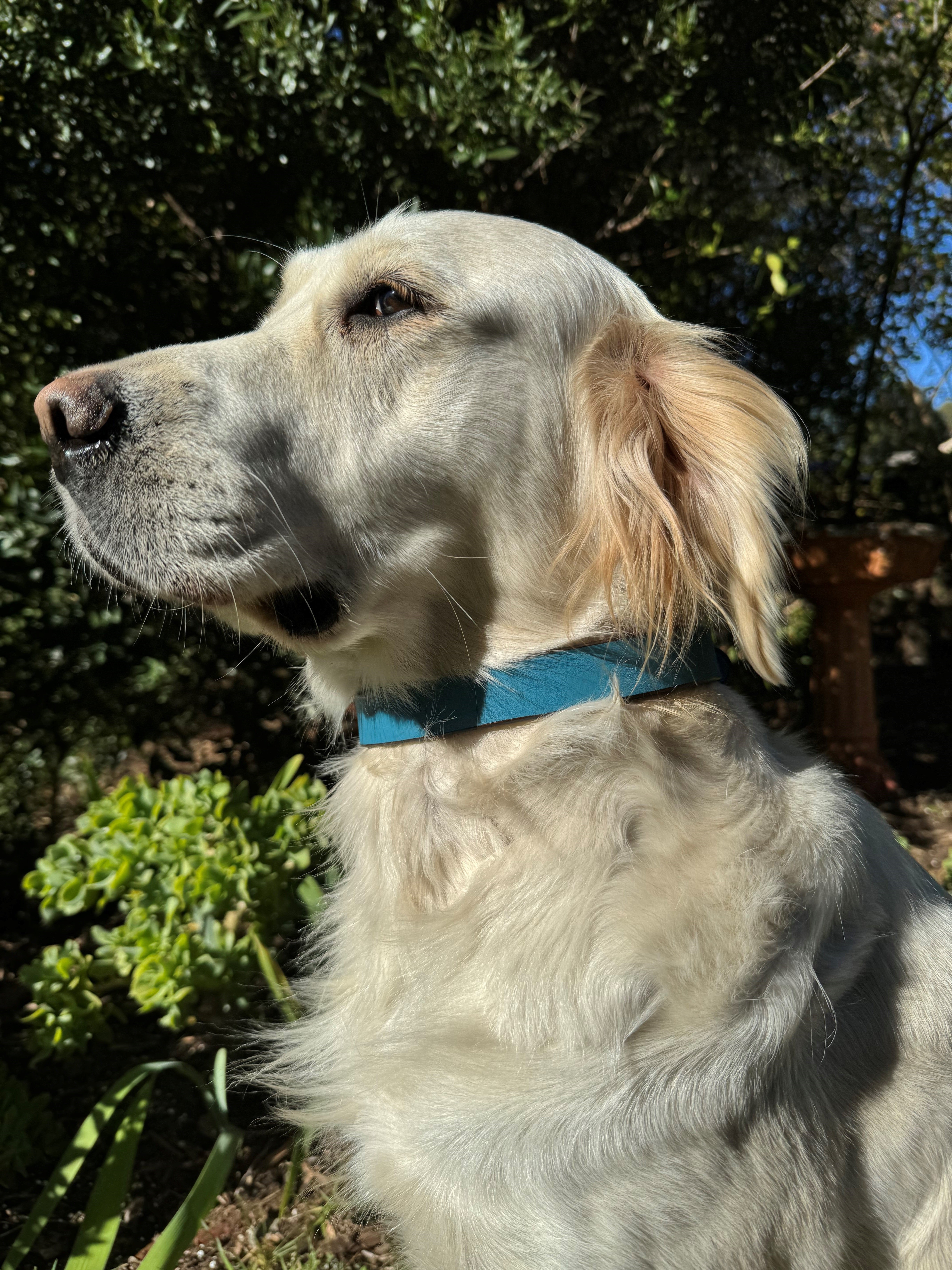 A golden retriever wearing a Georgie Paws Cooper Collar Storm with aged brass hardware sits calmly, gazing left. Sunlight illuminates its creamy fur against a backdrop of lush greenery, suggesting a garden or park. Tree shadows add depth to the scene.