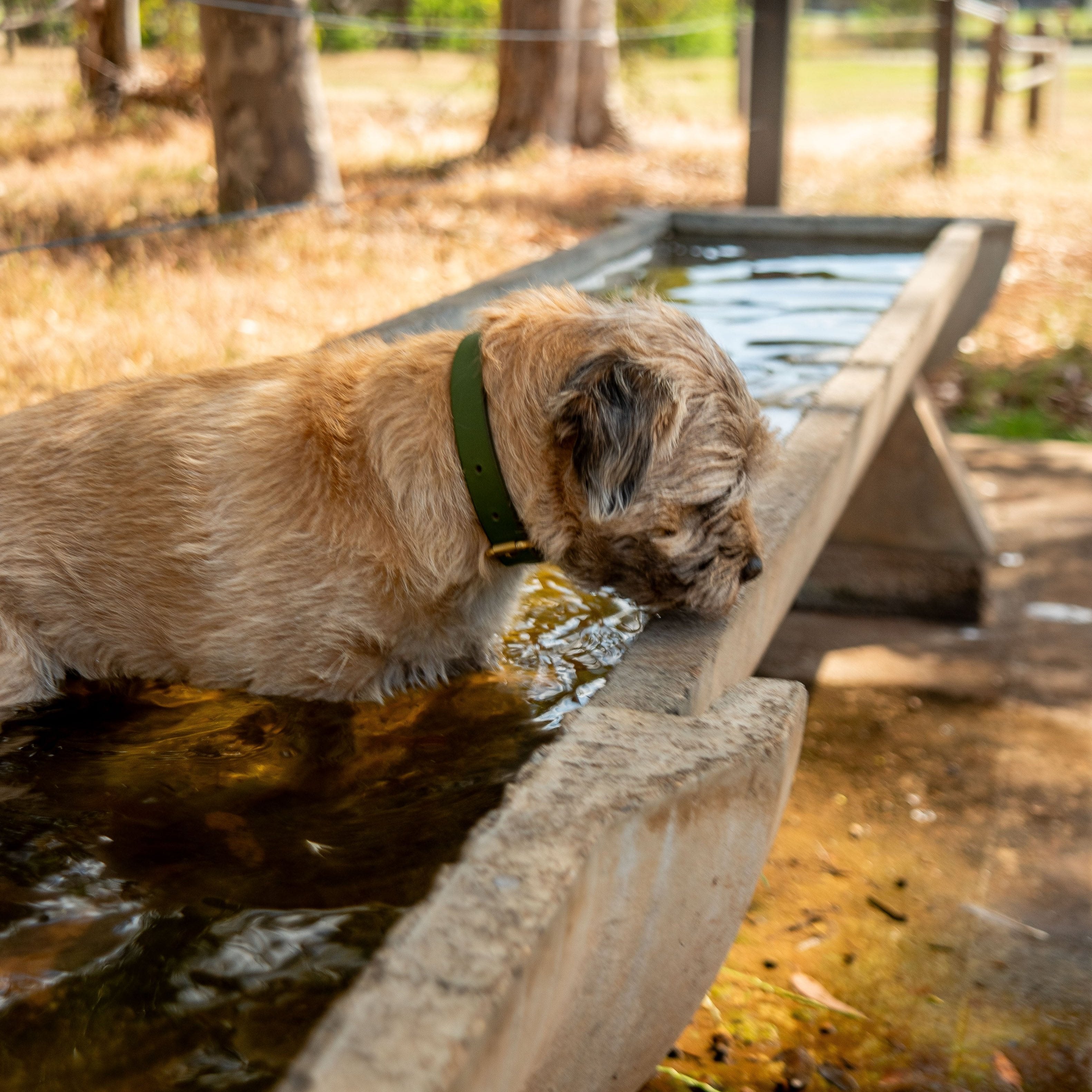 A small dog with a tan coat and wearing the Georgie Paws Bald Collar Chive, featuring antique brass hardware, is standing in a shallow concrete water trough, drinking. The setting is outdoors, surrounded by grass and dry leaves, with trees and a fence visible in the background under a clear sky.