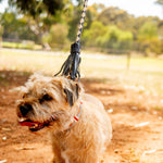 A small, scruffy terrier dog stands on a dirt path in the sunny Lyndal Loop park, wearing a red and white collar with handmade brass hardware. Attached to a Georgie Paws Swanky Lead in navy, the dog happily pants with its mouth open and tongue out amidst the green trees and grass.