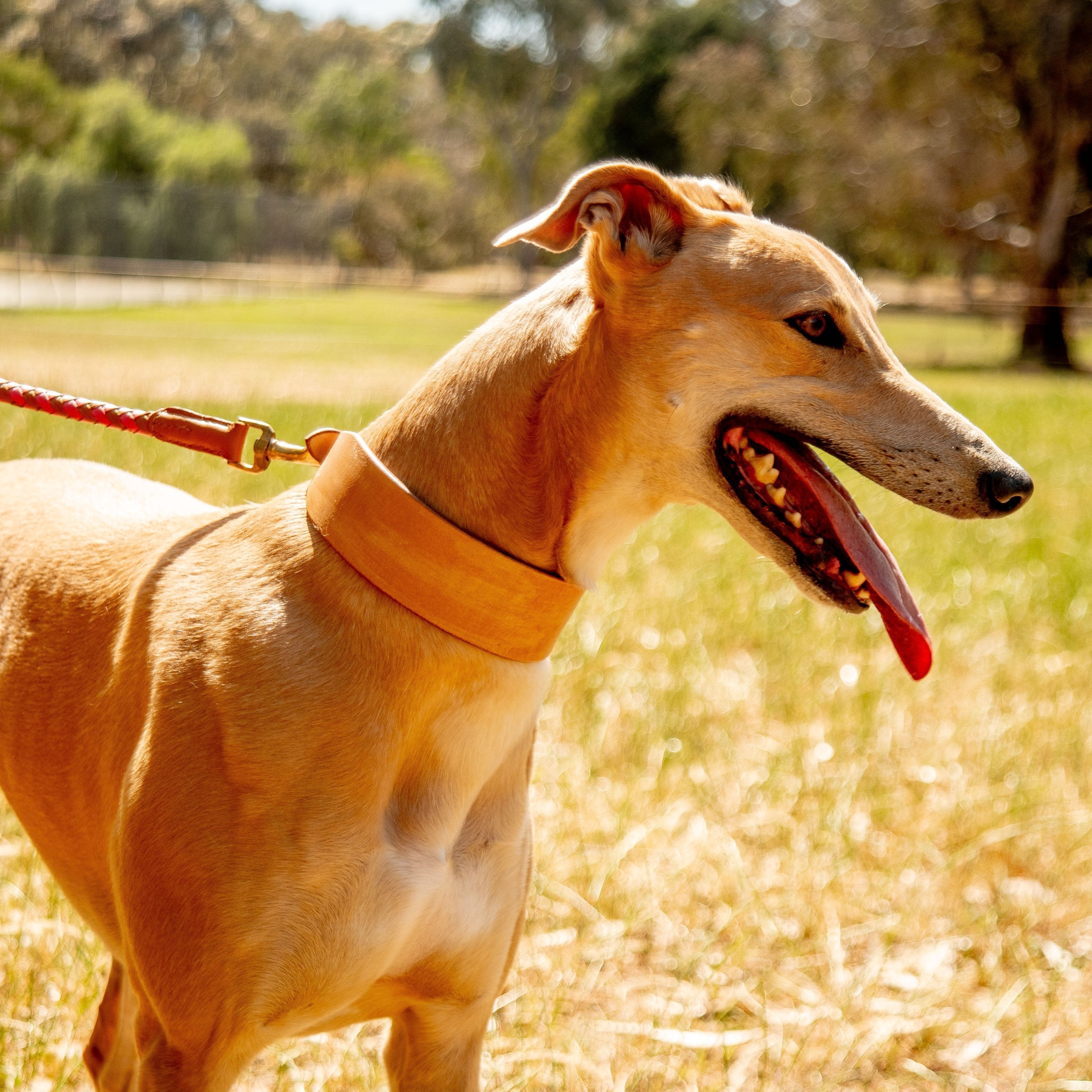 A brown greyhound stands alert on a grassy field, panting with its tongue out. It wears a red leash and a raw Duke Collar from Georgie Paws made of buffalo leather. The background features blurred trees and a sunny sky, suggesting a warm day. The dog's ears are perked up, and it appears attentive and relaxed.