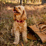 A fluffy brown dog with a Polo Collar - Kaliman by Georgie Paws featuring red stripes sits on dry grass in a forest. Its tongue is out, and it looks content. Behind it, a handmade buffalo leather bag is partially visible. Tall trees and scattered leaves fill the background, with dappled sunlight filtering through the foliage.