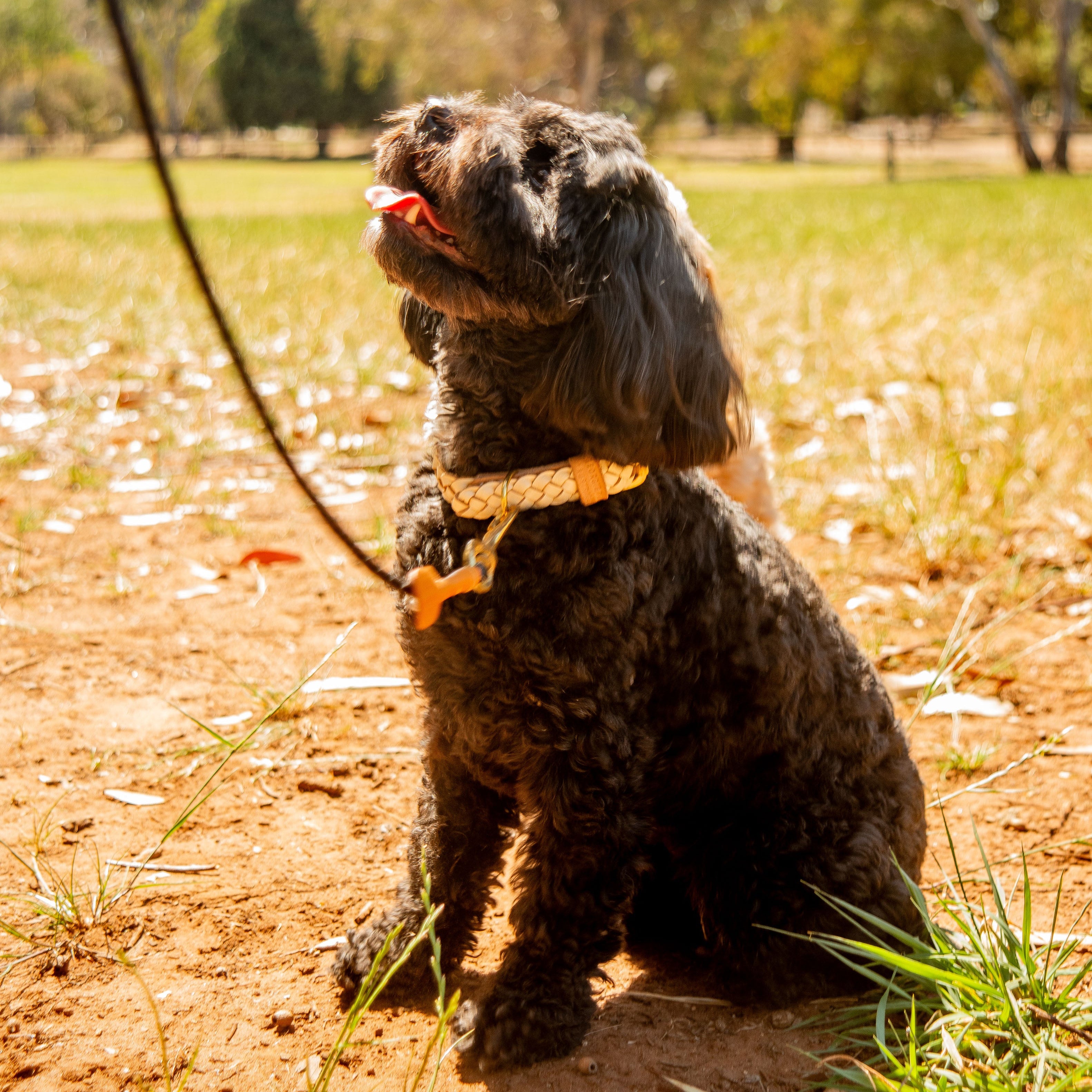 A fluffy black dog sits in a park on dirt and grass, eagerly looking up with its tongue out. It wears a Georgie Paws Windsor Collar in Chalk, featuring flexible sizing and a bone-shaped tag, connected to a leash. Trees and sunlight appear in the blurred background.