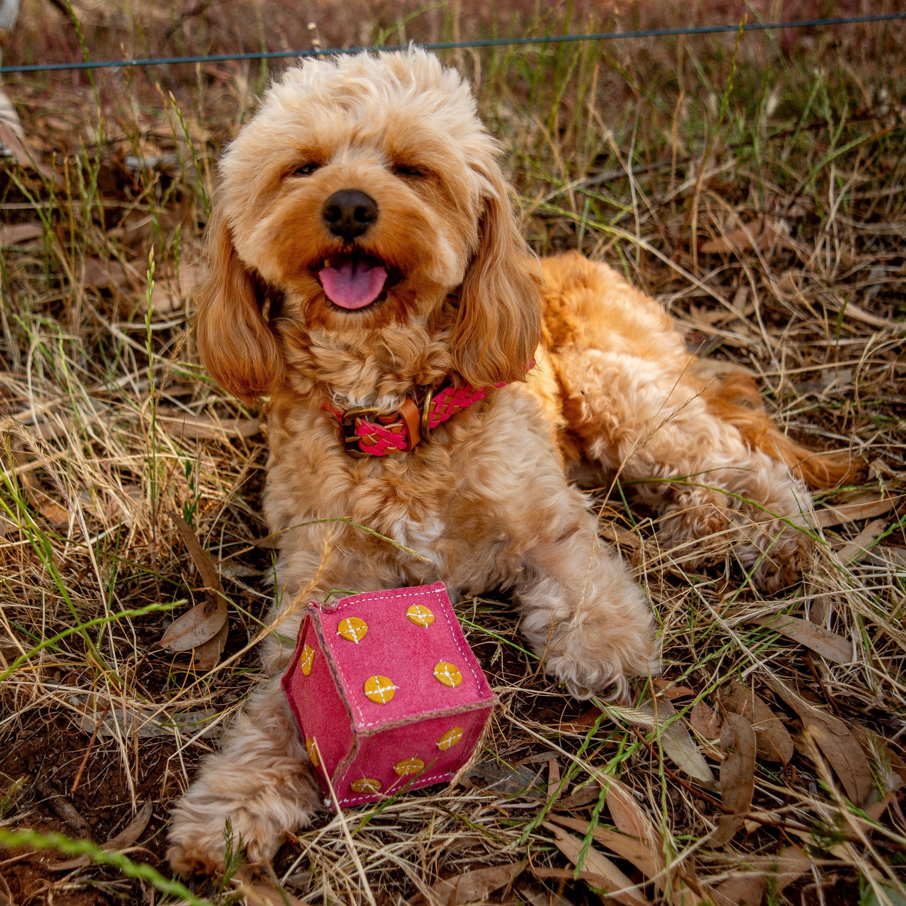 A fluffy, light-brown dog wearing a red collar is lying on dry grass and leaves, smiling with its tongue out. In front of the dog is a pink toy cube from Georgie Paws, adding fun colors to the scene. The background features a blurred fence and more dry vegetation.