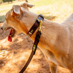 A tan dog with a black and green collar is on a leash in a sunlit park. The dog's mouth is open, tongue out, as if panting. Its leash is the durable Polo Lead Locker in Mantis Green by Georgie Paws. The ground is covered with dry leaves and patches of grass, with trees visible in the background.