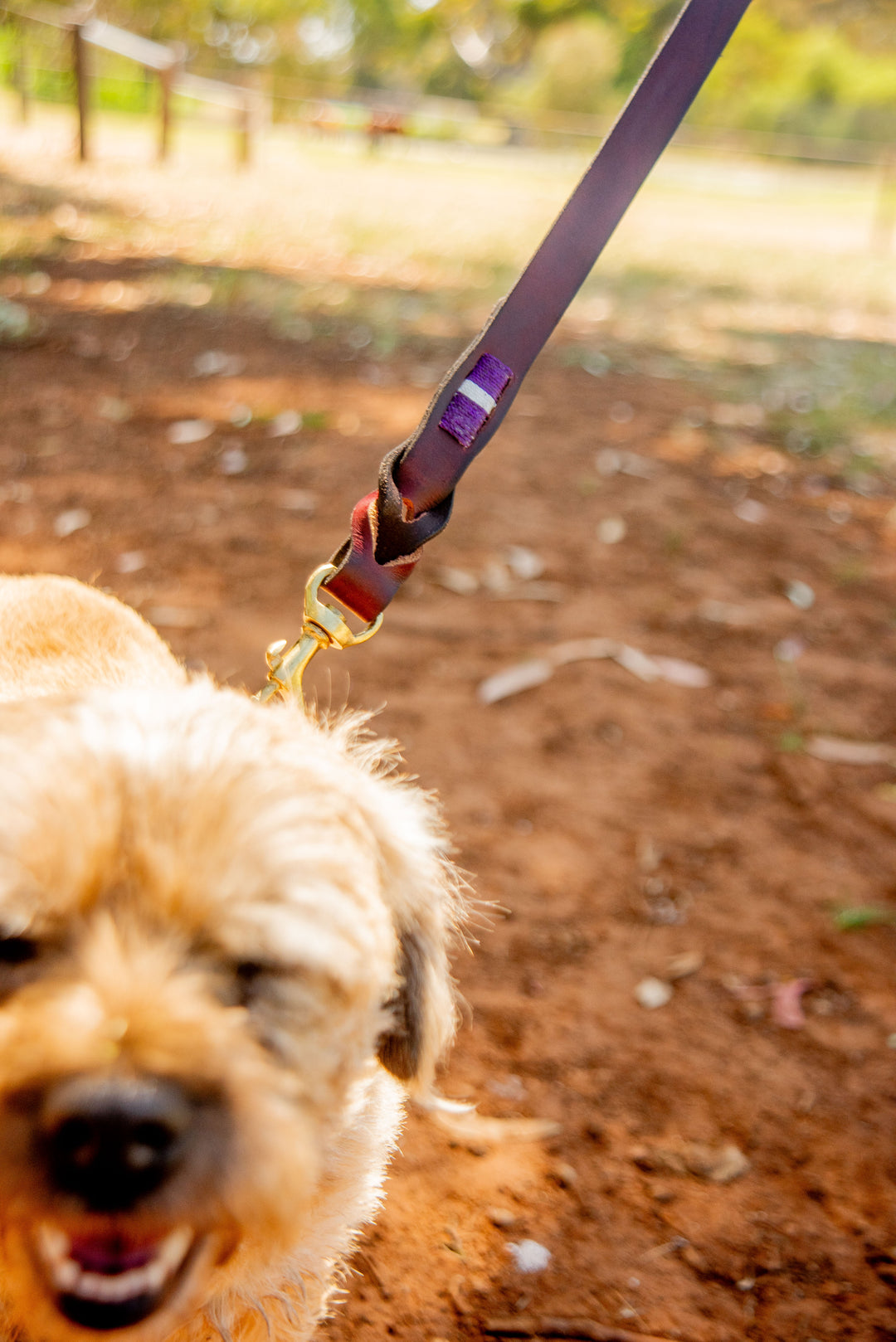 Close-up of a small brown dog on a walk, trotting with the Georgie Paws Polo Lead Locker in purple. Antique brass hardware glimmers as the leash stretches into the blurred greenery and dry earthy ground, highlighting motion and excitement. The dog's face is mostly out of focus.