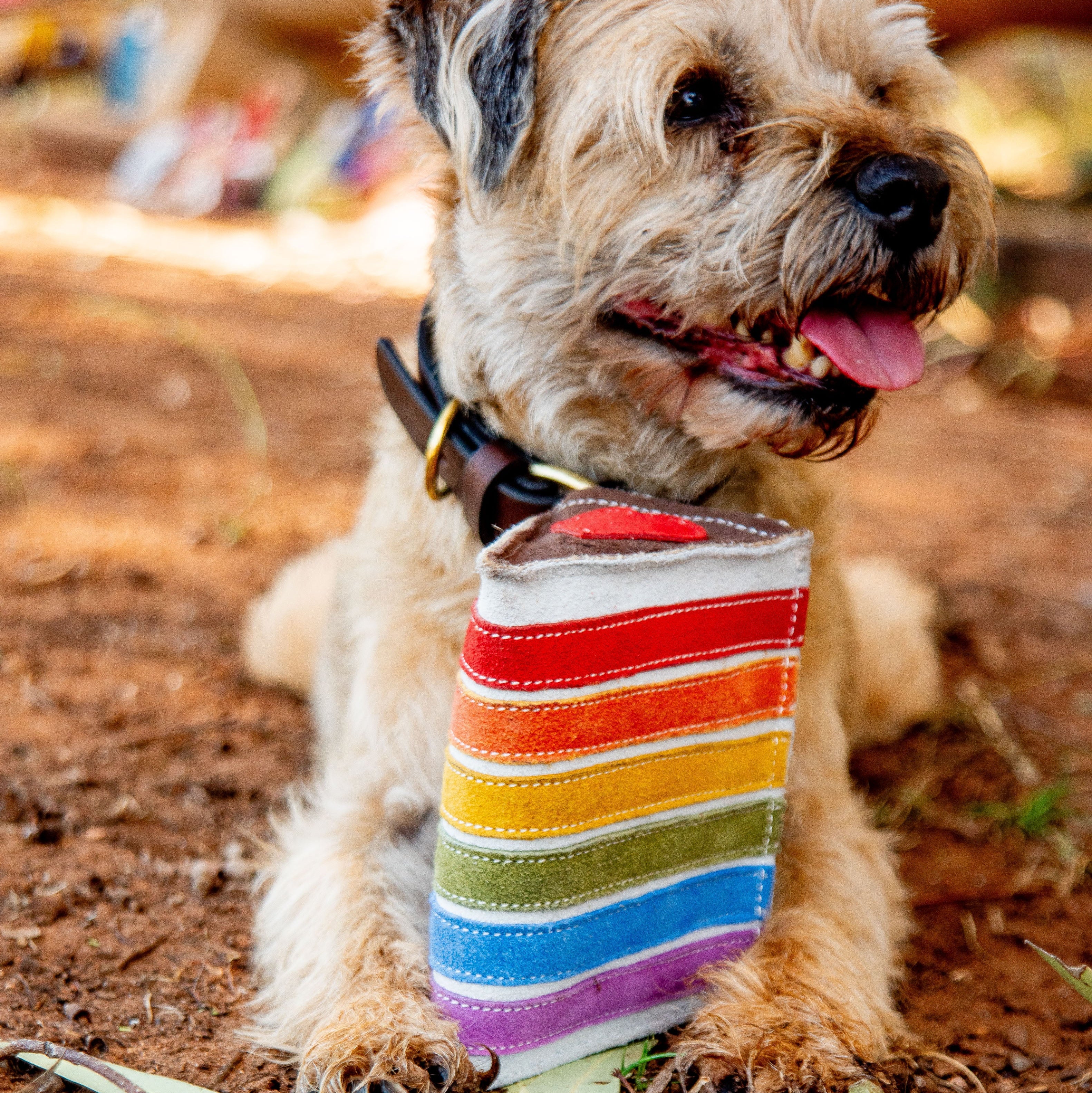 A small, fluffy dog with a brown and beige coat is lying on the ground, wearing a Georgie Paws Rainbow Cake Toy. Its mouth is slightly open with its tongue out, looking to the side against a blurred earthy background with some greenery.