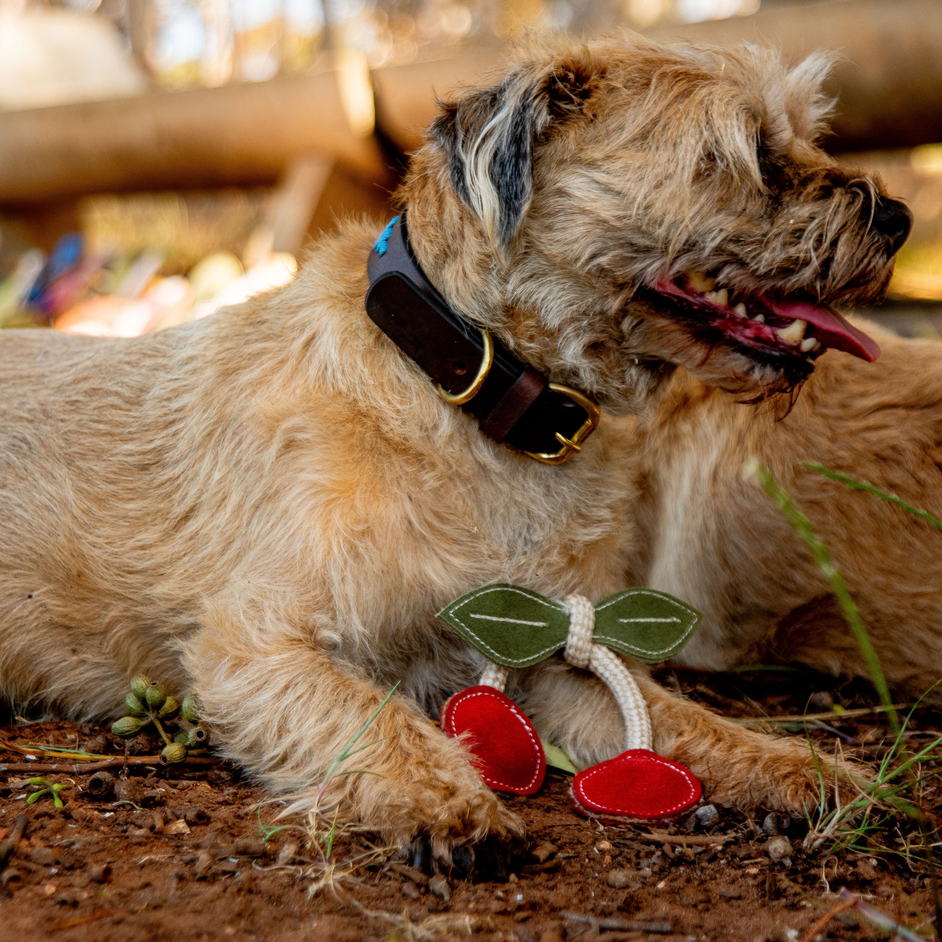 A shaggy brown dog with a black collar lies on the ground, tongue out. In front is a gift: a Georgie Paws "Cherry - red" dog toy made of sustainable coconut fiber, red plush cherries, green leaves, and white rope. Blurred wooden objects and scattered grass create the background.